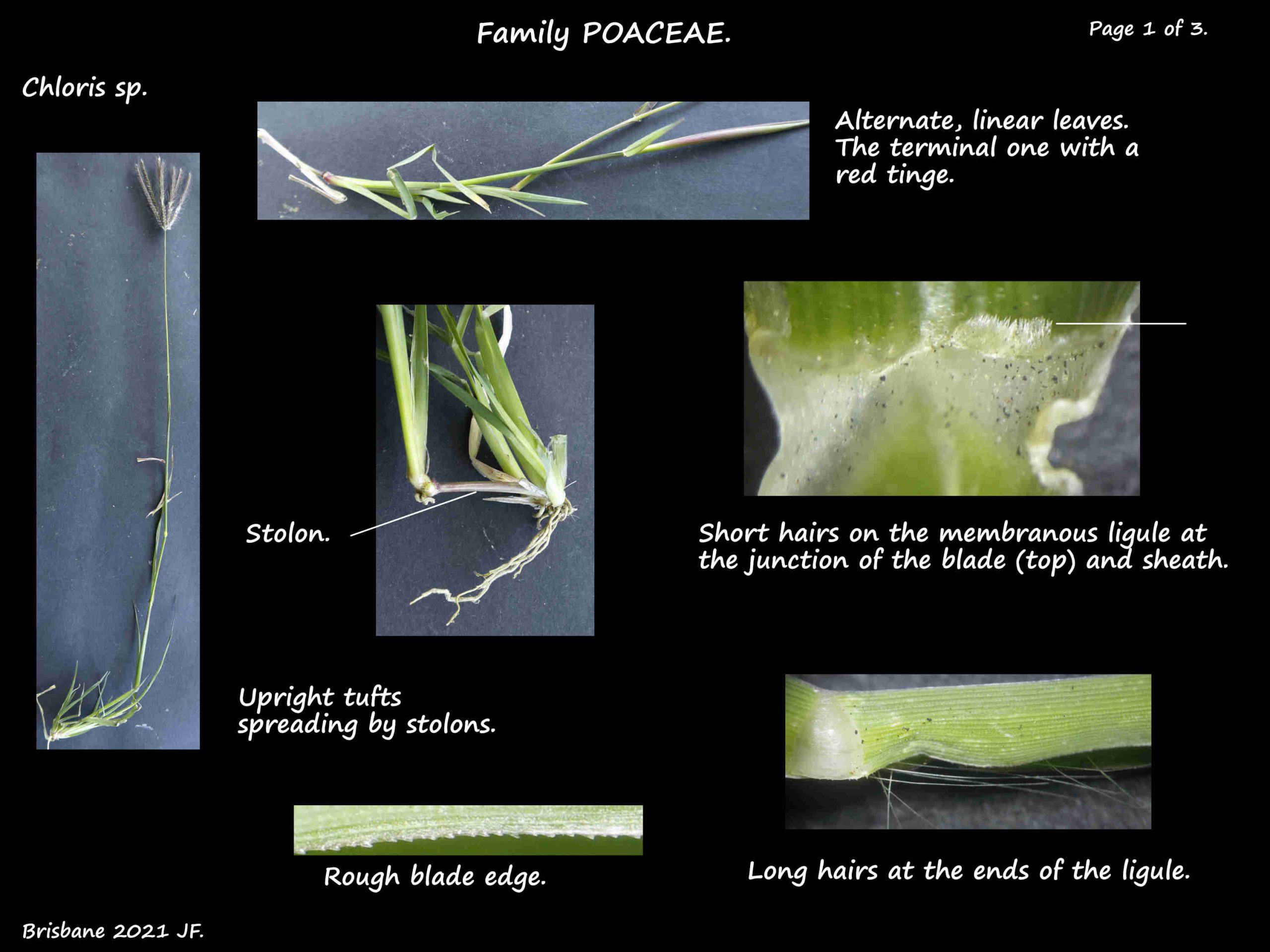 1 Chloris sp. plant and leaves